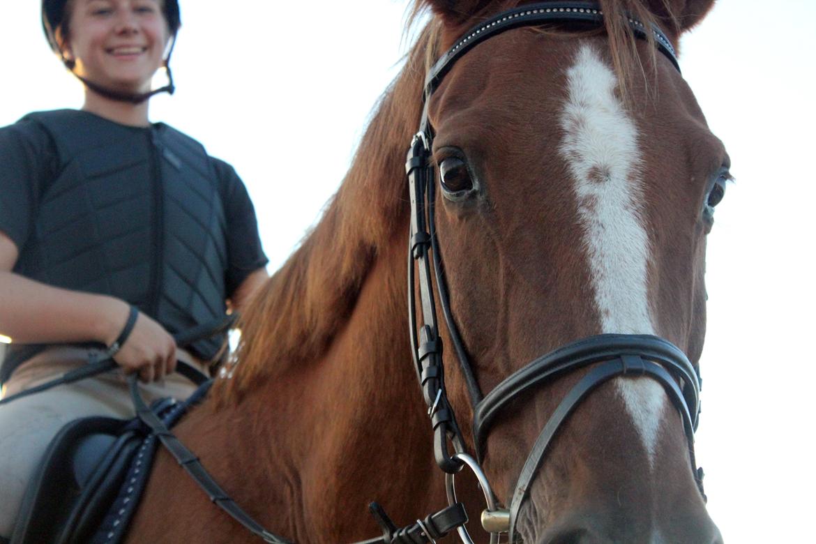 Dansk Varmblod Capri Tågerup billede 8
