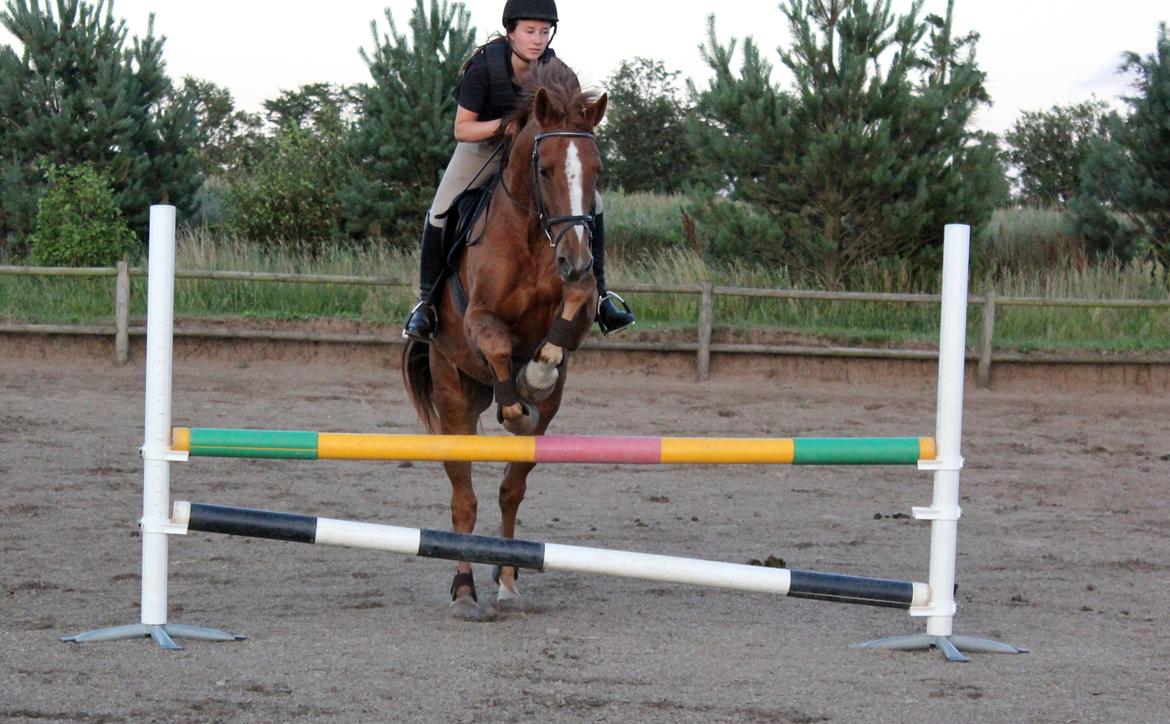 Dansk Varmblod Capri Tågerup billede 15