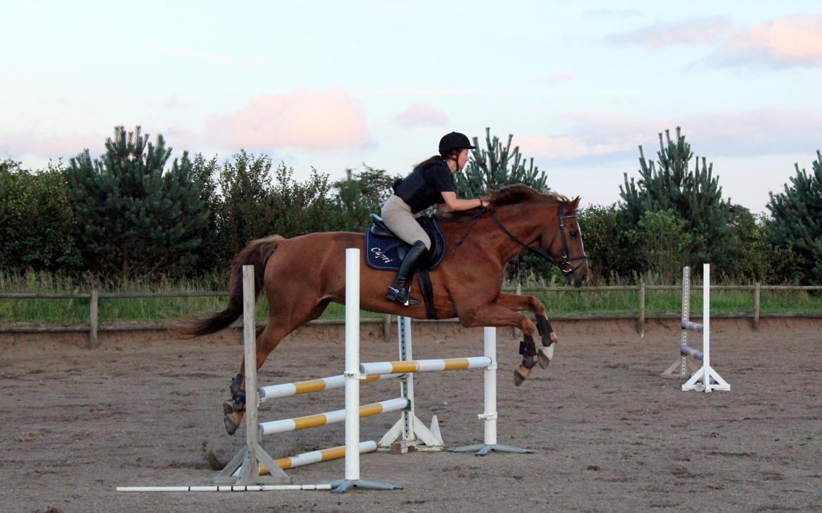 Dansk Varmblod Capri Tågerup billede 16