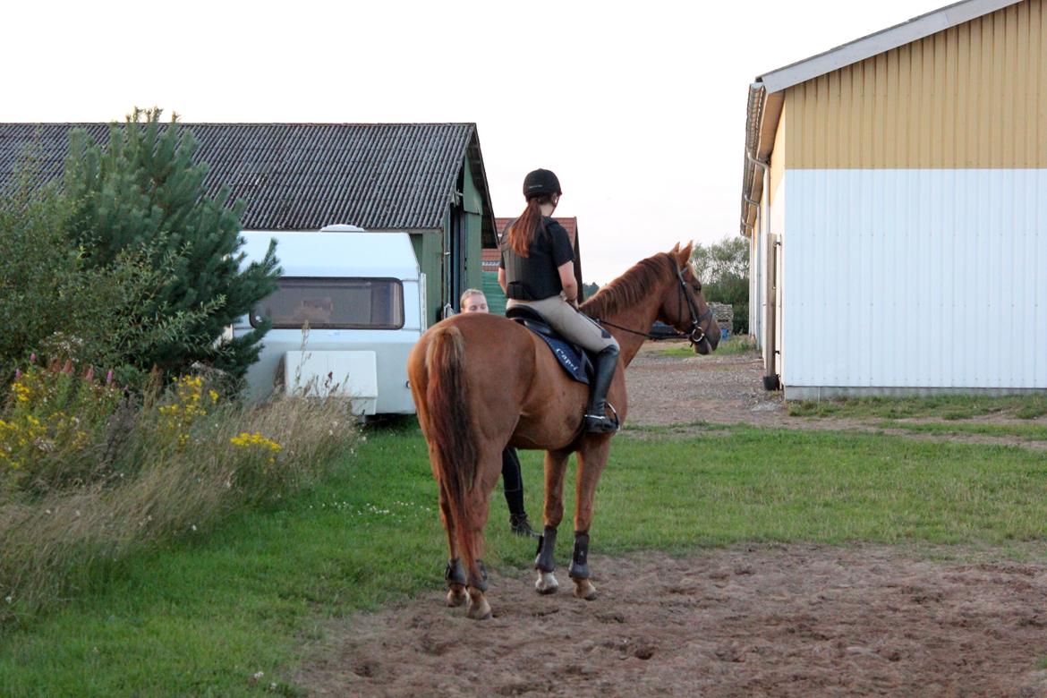 Dansk Varmblod Capri Tågerup - Tak fordi i kiggede med! :-) billede 20
