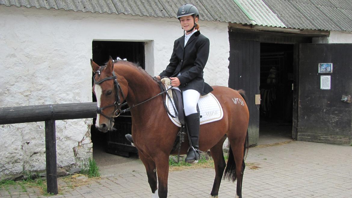 Welsh Partbred (Sec F) Lafayettte (Lami) - Åbent hus VOSK 16/9-12<3<3<3 billede 5