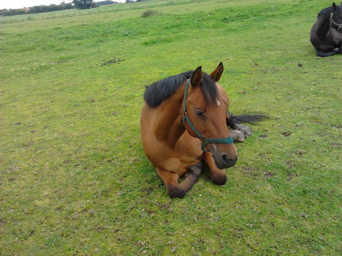 Anden særlig race La Cour (Deutsches Reitpferd/Hessisches Warmblut) - La Cour lå ned en dejlig morgen, da jeg hentede ham ind<3 billede 12