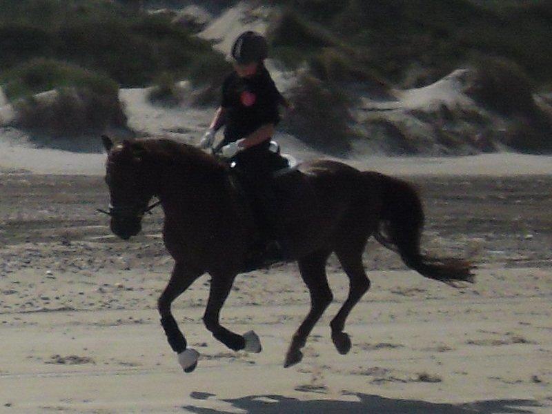 Anden særlig race Nagengaard´s Cesare A-pony <3 -Rides af min søster - Det passr ham med en galopper på stranden billede 3