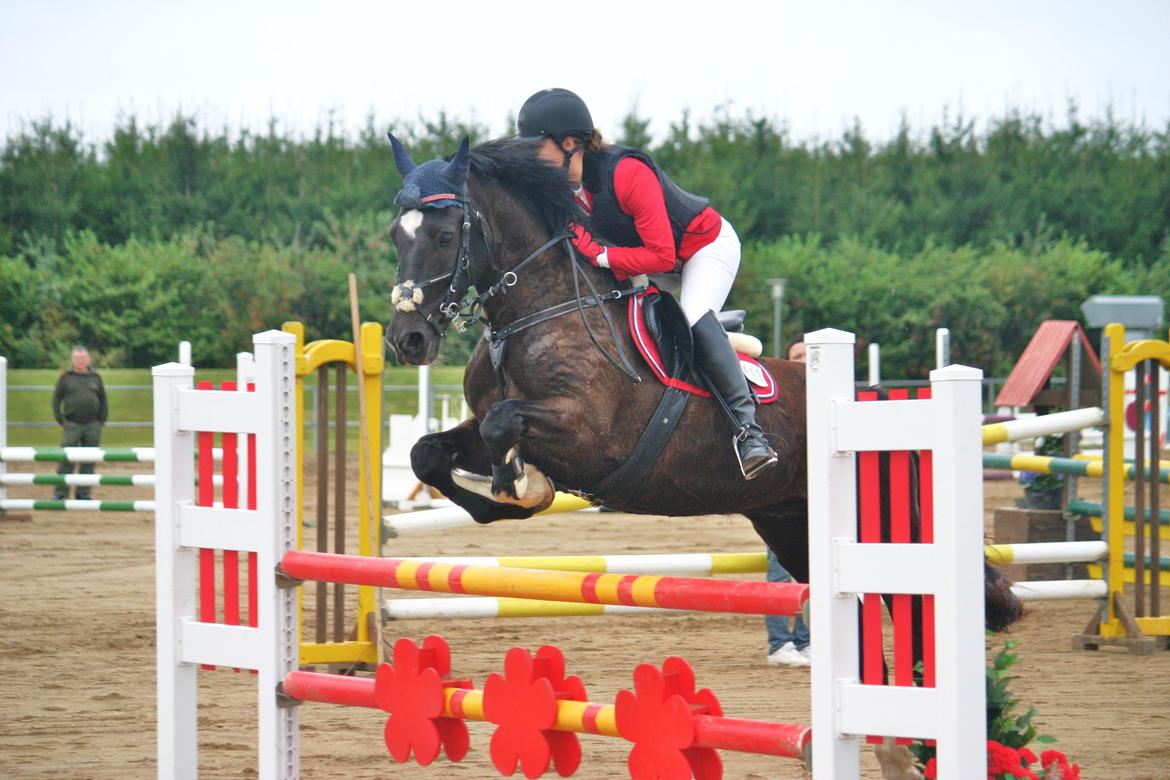 Welsh Cob (sec D) Englyst Shakespeare billede 10