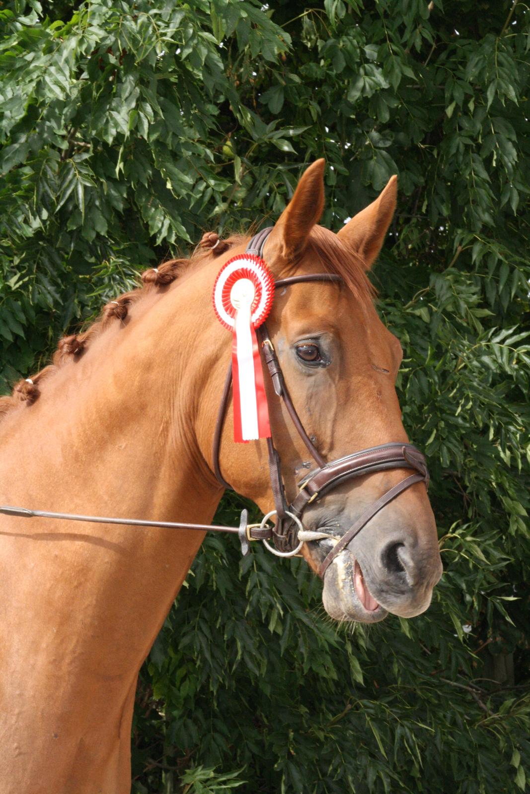 Anden særlig race **Champagne** billede 16