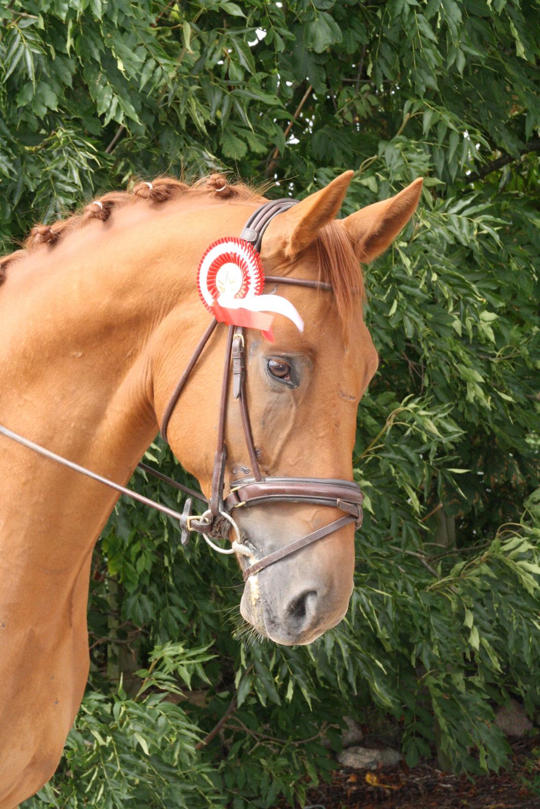 Anden særlig race **Champagne** billede 17