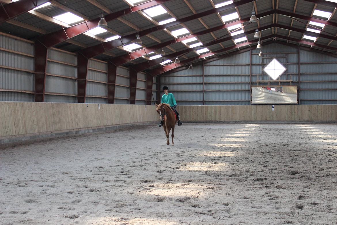 DSP IA Twilight Flame - forsøg på shenkelvigning :) den 16/09-12 billede 9