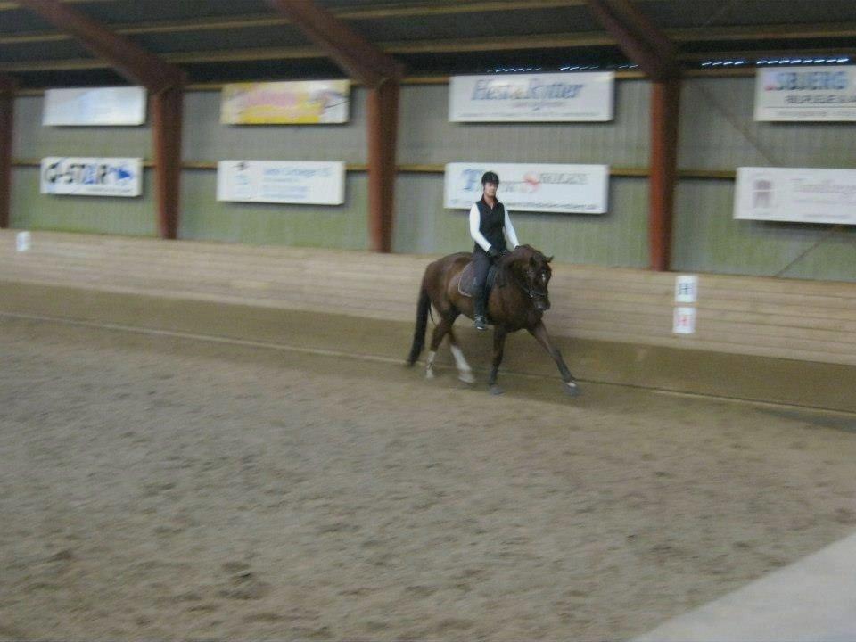 Dansk Varmblod Royal Schufro (B-hest) - Undervisning ved vores berider Gunnild d. 16. september 2012. billede 19
