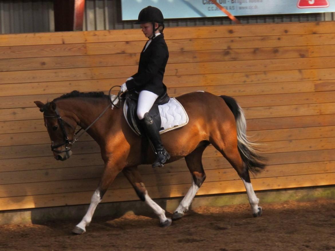 Anden særlig race Frig billede 7