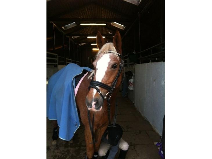 {{currentPhoto.altText}} billede {{currentPhoto.number}}