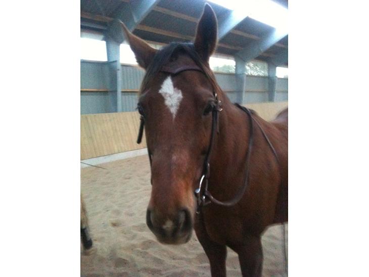 {{currentPhoto.altText}} billede {{currentPhoto.number}}