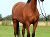 Dansk Varmblod Møgelmosegård´s Rositta [Tidl. hest]