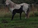 Welsh Pony (sec B) Tingstedgaards Silicka