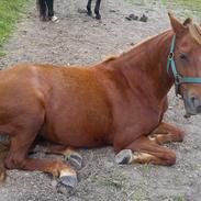 Welsh Pony (sec B) Låddenhøjs Nurit