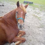 Welsh Pony (sec B) Låddenhøjs Nurit