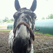 Knabstrupper Harlekin