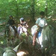 Knabstrupper Harlekin