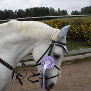 Irsk Sportspony Milton Express