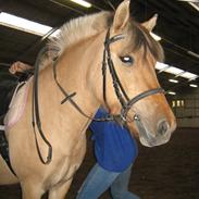 Anden særlig race Perle