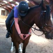 Welsh Pony af Cob-type (sec C) Chameur