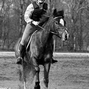 Welsh Pony af Cob-type (sec C) Chameur