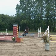 Welsh Pony af Cob-type (sec C) Chameur