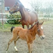 Anden særlig race Charlottenborgs Pegasus (Følle-bølle)