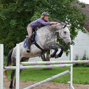 Dansk Varmblod Winthers Windsor