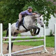 Dansk Varmblod Winthers Windsor