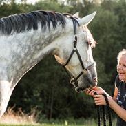 Dansk Varmblod Winthers Windsor