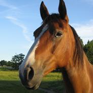 Anden særlig race Randbækgaards Memo
