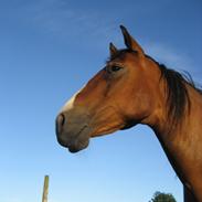 Anden særlig race Randbækgaards Memo