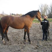 Anden særlig race Randbækgaards Memo