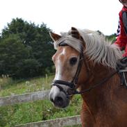 Haflinger Asterix