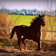 Dansk Varmblod Nicoline