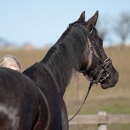 Dansk Varmblod Nicoline