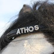 Irish Cob Athos