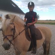 Fjordhest Ophelia min skønne pony