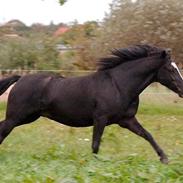Welsh Pony (sec B) Barnhoeve's Alex
