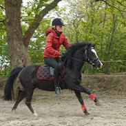 Welsh Pony (sec B) Barnhoeve's Alex