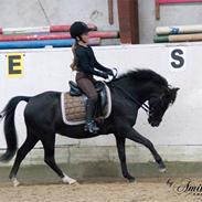 Welsh Pony (sec B) Barnhoeve's Alex