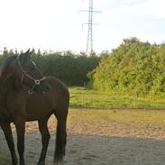 Dansk Varmblod Cairo