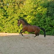 Dansk Varmblod Cairo