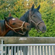 Dansk Varmblod Cairo