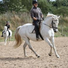 Connemara Elita Nordskov