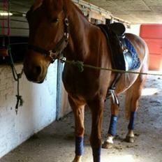 Anden særlig race Kashmir