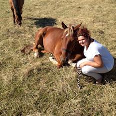 Anden særlig race Kashmir