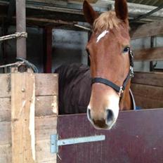 Anden særlig race Kashmir