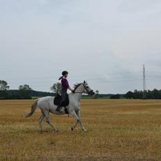 Holstener Melody XII