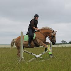 Haflinger Xander
